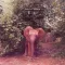 Mr Tembo